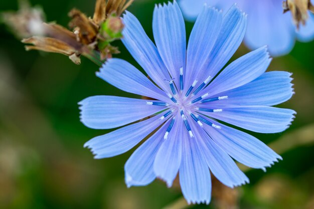 Bellissimo fiore blu