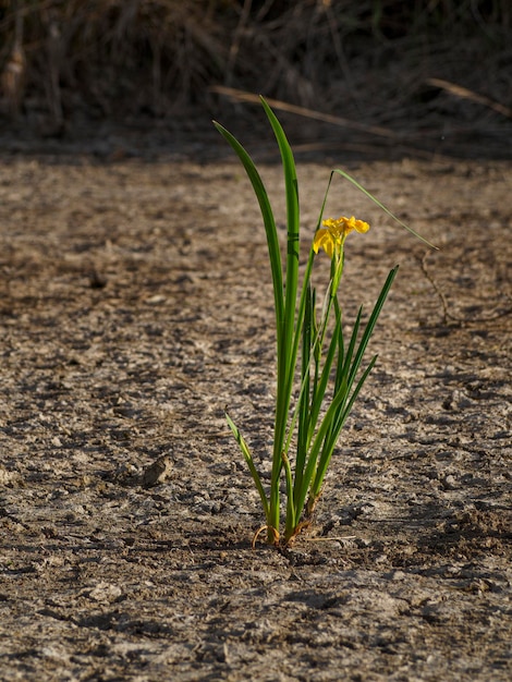 Bellissimo fiore che cresce nello spazio del terreno asciutto per il testo Concetto di speranza