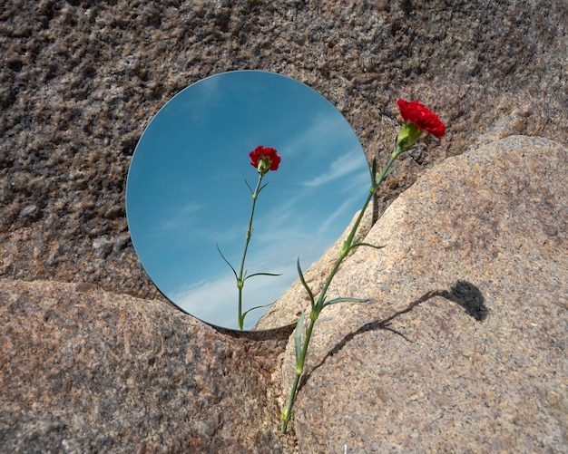 Bellissimo fiore che si riflette in uno specchio rotondo