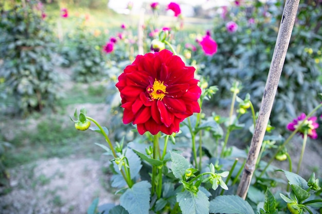 Bellissimo fiore colorato Dahlia in fiore nell'albero del giardino