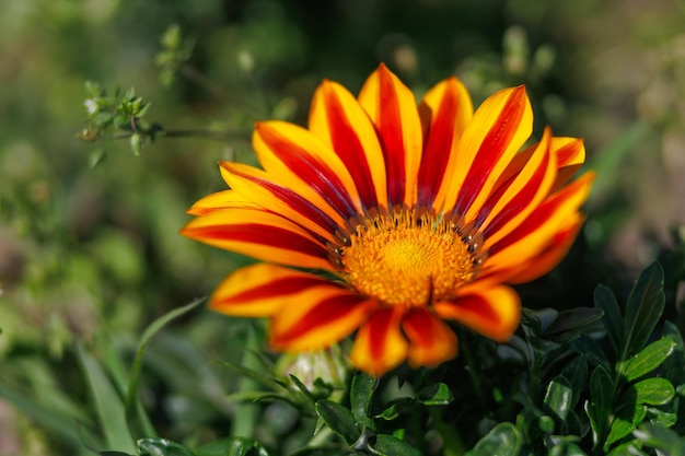 Bellissimo fiore colorato Fiore con petali d'arancio