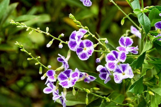 Bellissimo fiore con petali viola circondati da bianco con natura verde sfocata sullo sfondo