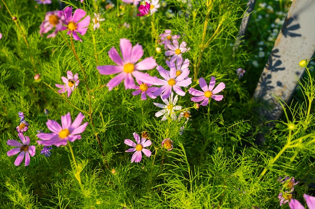 Bellissimo Fiore Cosmeo, o Csmos