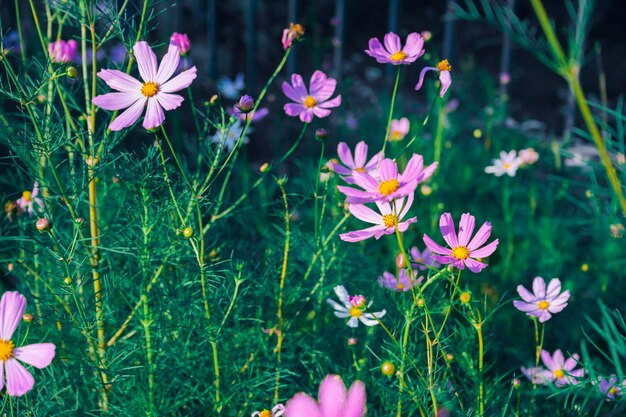 Bellissimo Fiore Cosmeo, o Csmos