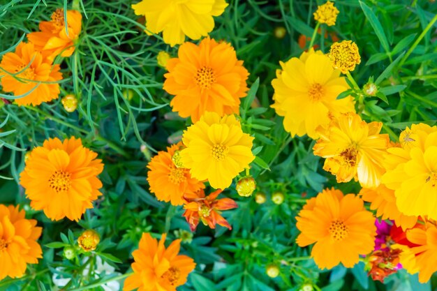 Bellissimo fiore Cosmos nel giardino vicino