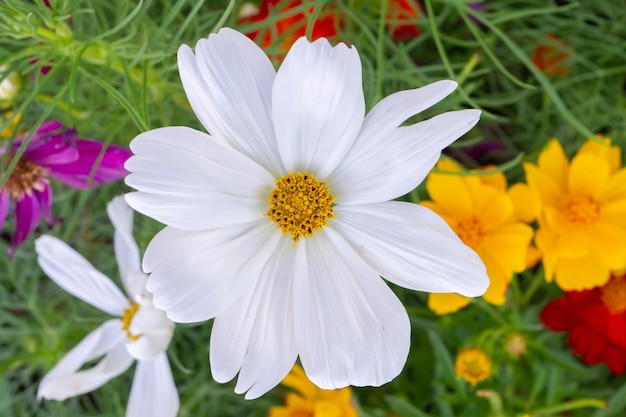 Bellissimo fiore Cosmos nel giardino vicino