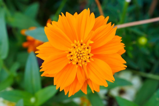 Bellissimo fiore Cosmos nel giardino vicino