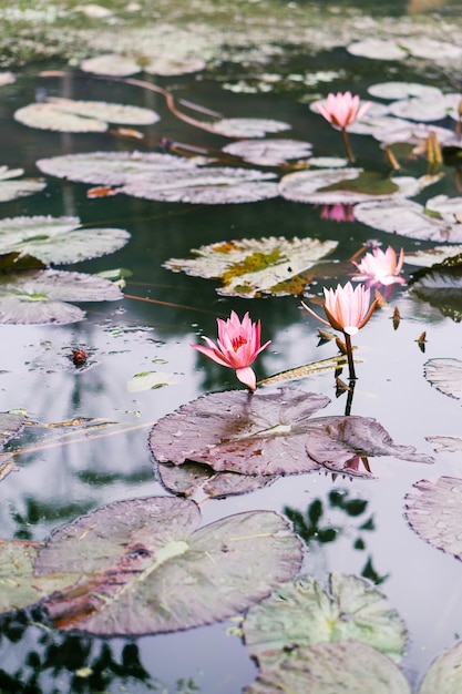 Bellissimo fiore d'acqua di giglio rosa nel lago