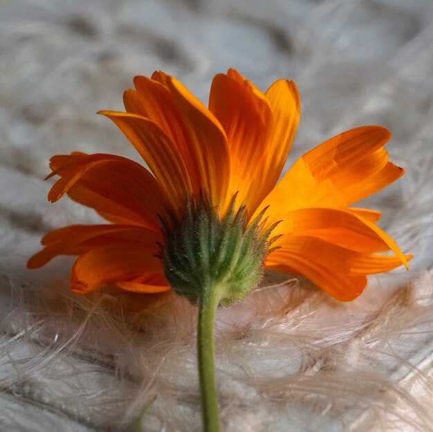 bellissimo fiore d&#39;arancio in natura