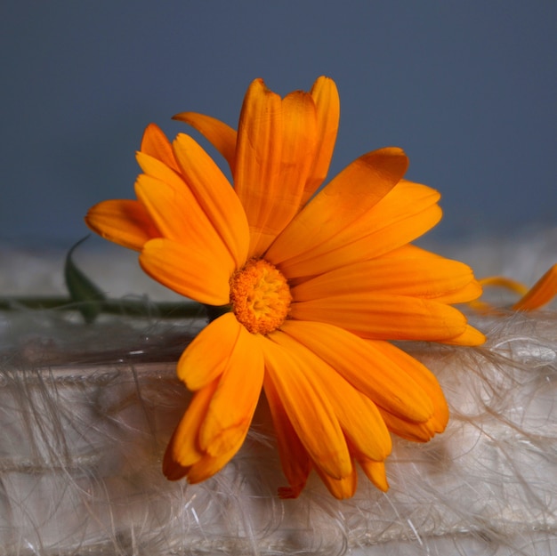 bellissimo fiore d&#39;arancio in natura