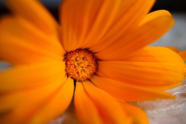 bellissimo fiore d&#39;arancio in natura