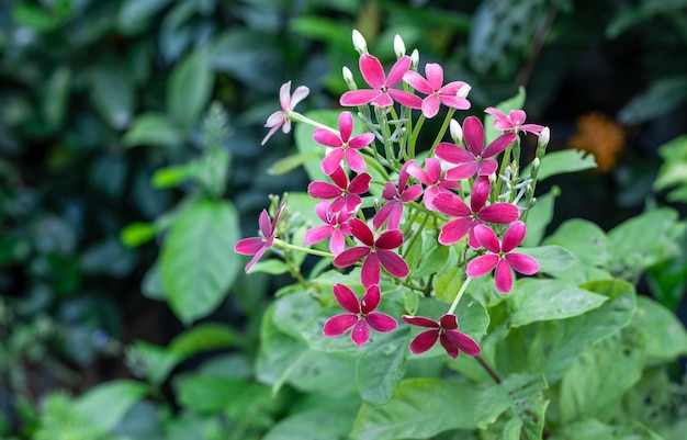 Bellissimo fiore decorativo di colore rosa da vicino nel giardino con spazio per la copia