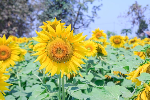 Bellissimo fiore del sole in giardino con cielo bule