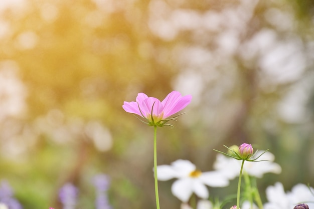 bellissimo fiore dell&#39;universo in natura