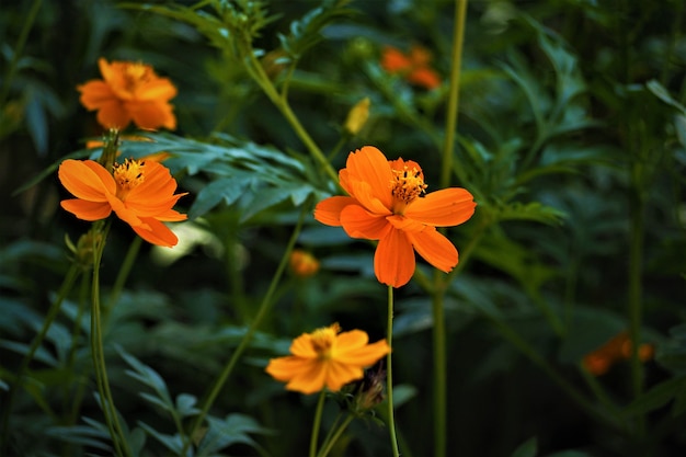 Bellissimo fiore dell&#39;universo