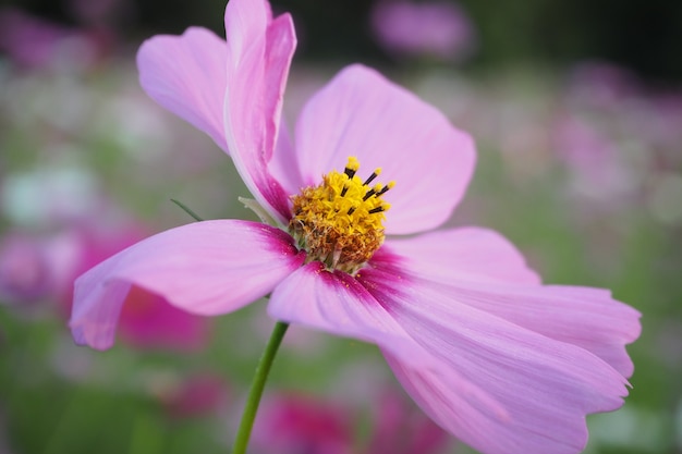 Bellissimo fiore dell&#39;universo