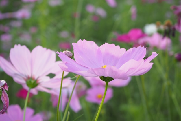 Bellissimo fiore dell&#39;universo