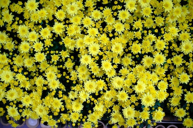 Bellissimo fiore della natura per lo sfondo