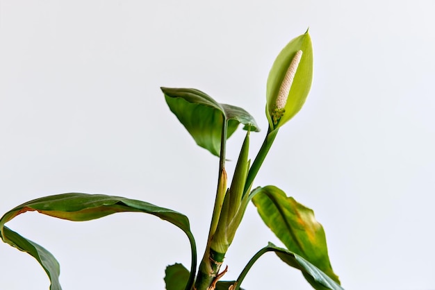 Bellissimo fiore di Aglaonema modestum Schott su sfondo bianco