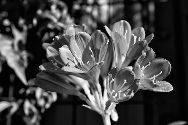 Bellissimo fiore di alstromeria di colore rosso come sfondo naturale floreale