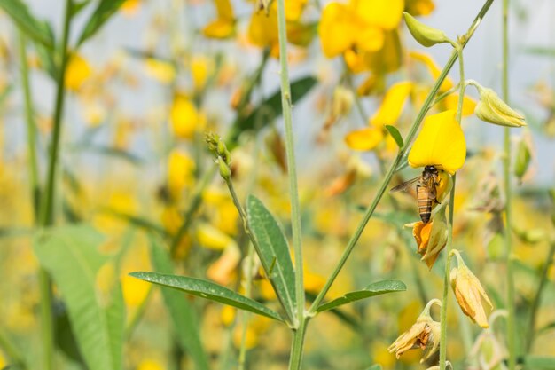 bellissimo fiore di ape polline isolato dettaglio