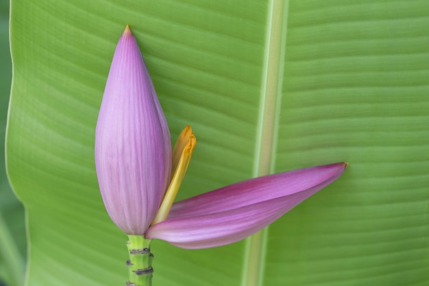 Bellissimo fiore di banana bink