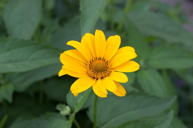 Bellissimo fiore di calendula giallo brillante nel giardino tra il verde