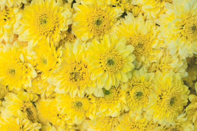 Bellissimo fiore di calendula in fiore.