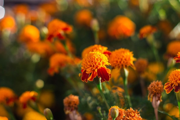 Bellissimo fiore di calendula in giardino