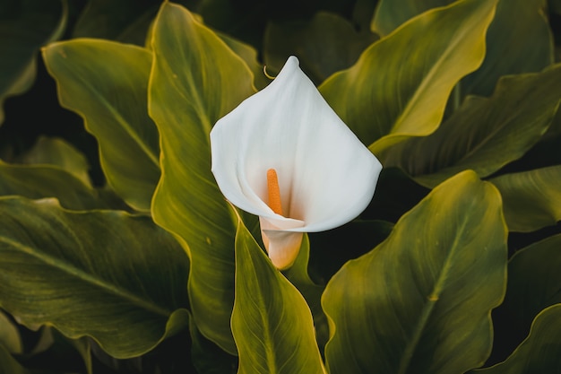 Bellissimo fiore di calla giglio in giardino nella stagione primaverile