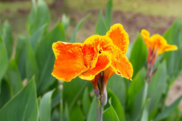 Bellissimo fiore di canna con foglie verdi in giardino