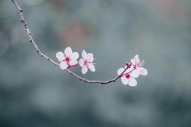 bellissimo fiore di ciliegio nella stagione primaverile