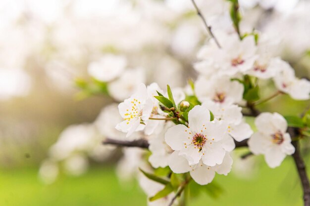 Bellissimo fiore di ciliegio primaverile con dissolvenza in rosa pastello e sfondo bianco