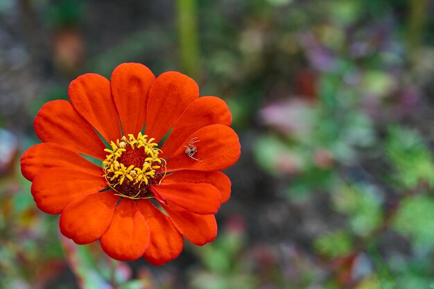 bellissimo fiore di colore rosso su uno sfondo sfocato e un ragno sul petalo del fiore