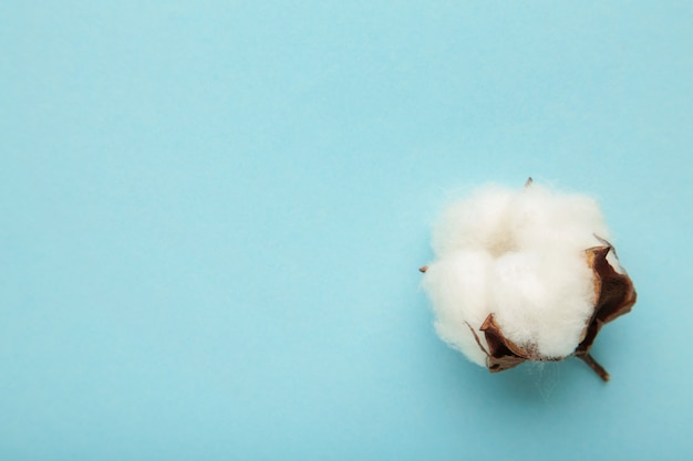 Bellissimo fiore di cotone bianco isolato