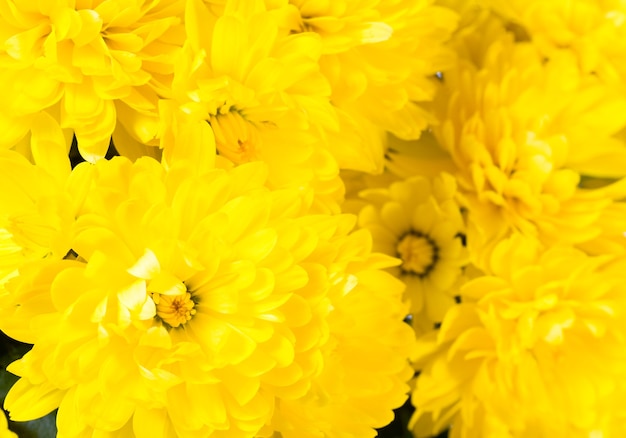 Bellissimo fiore di crisantemo giallo (autunno sfondo vivido)