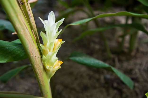 Bellissimo fiore di curcuma nell'albero del giardino