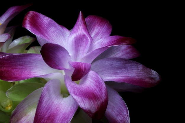 Bellissimo fiore di curcuma viola sul nero