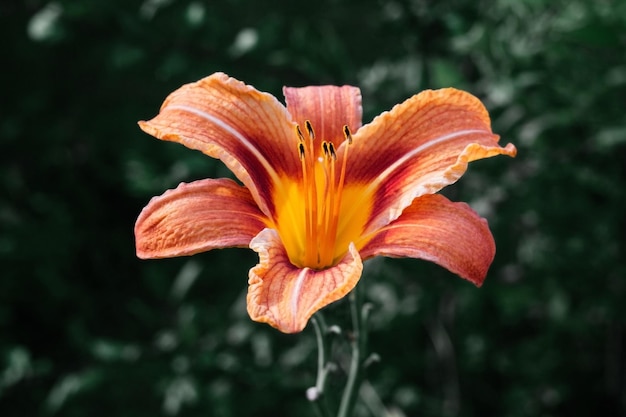 Bellissimo fiore di daylily arancione brillante su sfondo verde