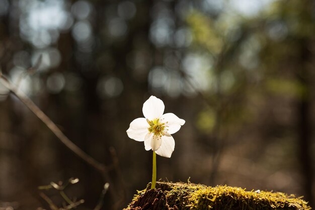 Bellissimo fiore di elleboro