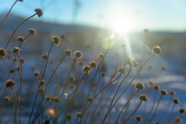 Bellissimo fiore di erba al tramonto