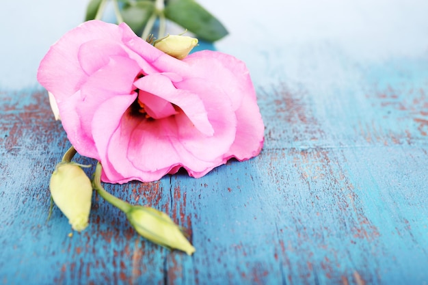 Bellissimo fiore di eustoma su fondo di legno