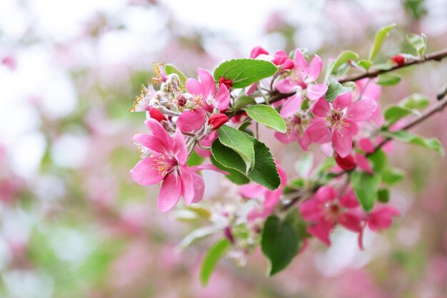 Bellissimo fiore di frutta all'aperto