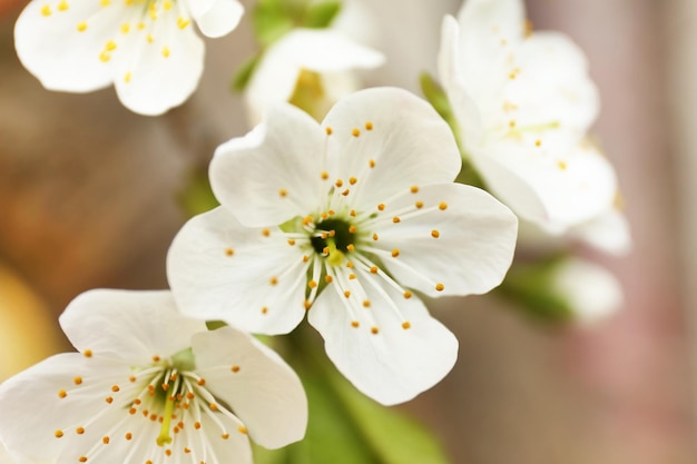 Bellissimo fiore di frutta all'aperto