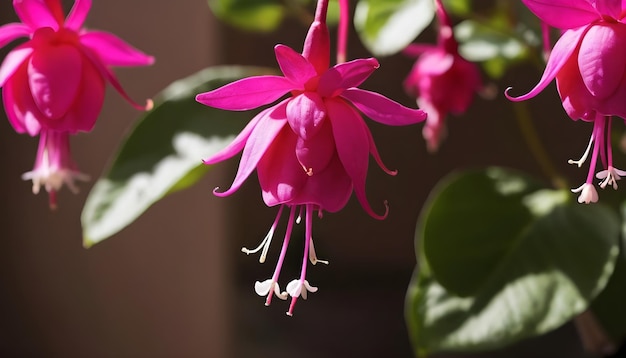 Bellissimo fiore di fucsia in vaso