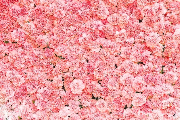 Bellissimo fiore di garofano rosa