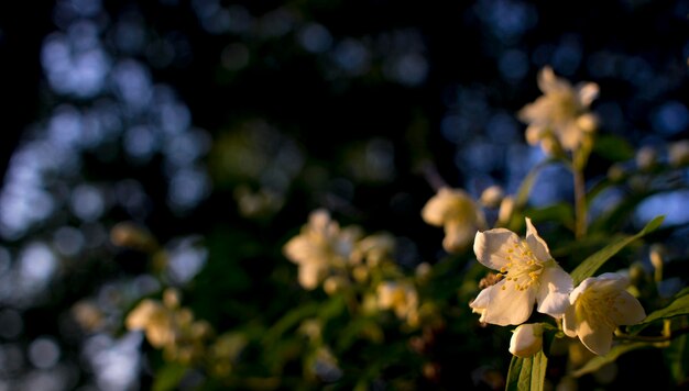 Bellissimo fiore di gelsomino bianco in una giornata estiva nuvolosa