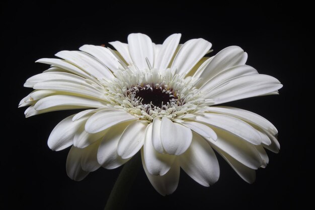 Bellissimo fiore di gerbera bianca su sfondo nero