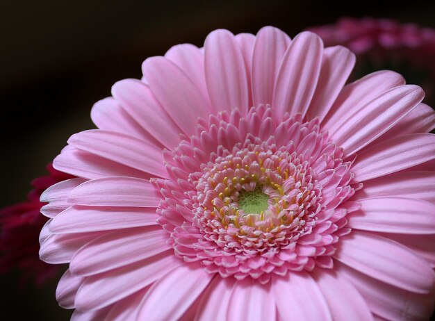 Bellissimo fiore di gerbera rosa delicato