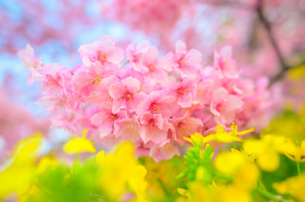 Bellissimo fiore di Giappone Sakura